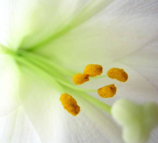 easter-lily-1-1398769